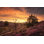 " Dead Tree at Sunset " Color Photography Print