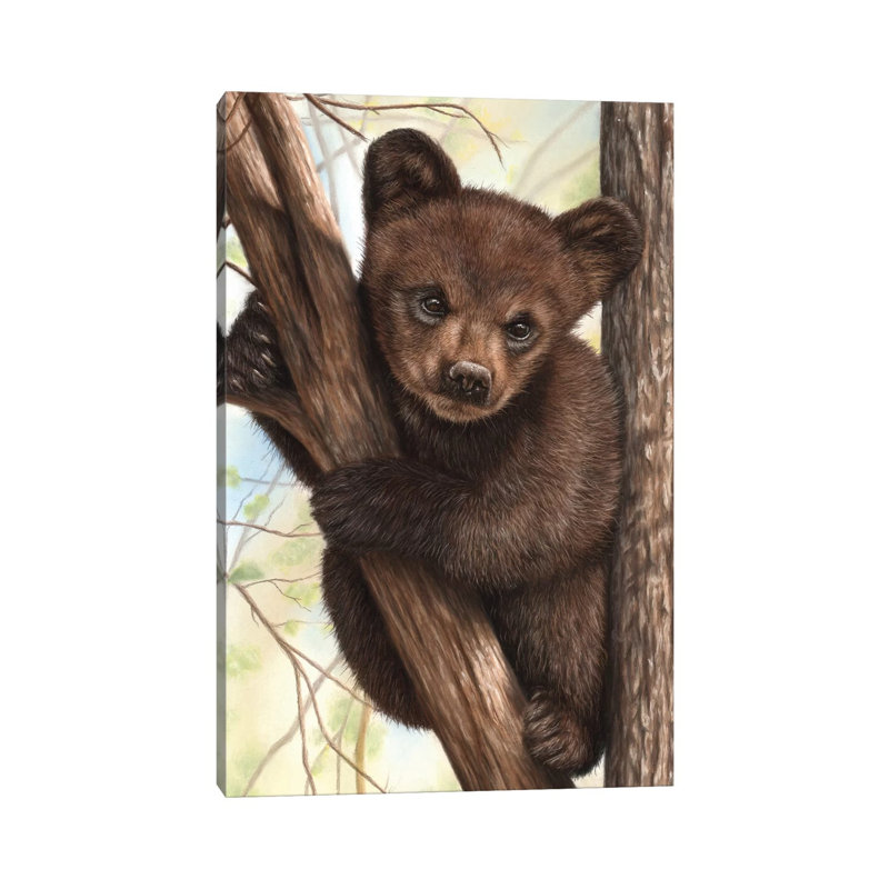 Bear Cub by Richard Macwee - Wrapped Canvas Print, 20.32 cm H x 30.48 cm W