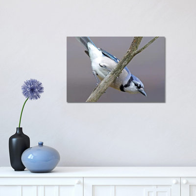 Upside Down Jay by Brian Wolf - Wrapped Canvas Print