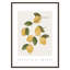Amalfi Lemons - cadre photo, impression-66318804-66318827