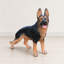 Statue de berger allemand, sculpture de chiot Greeter pour jardin extérieur, cadeau de nouvel an
