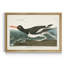 Pied Oyster Catcher - reproduction d'art sur toile-1447824783-1447824782