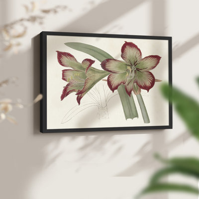Amaryllis Varietals IV - Impression encadrée - Restickable