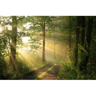 Deciduous Forest - Wrapped Canvas Print