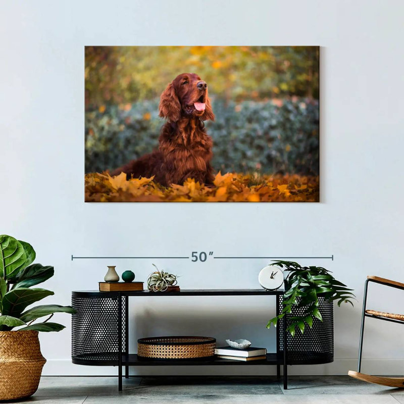 Crowle Setter irlandais en automne
