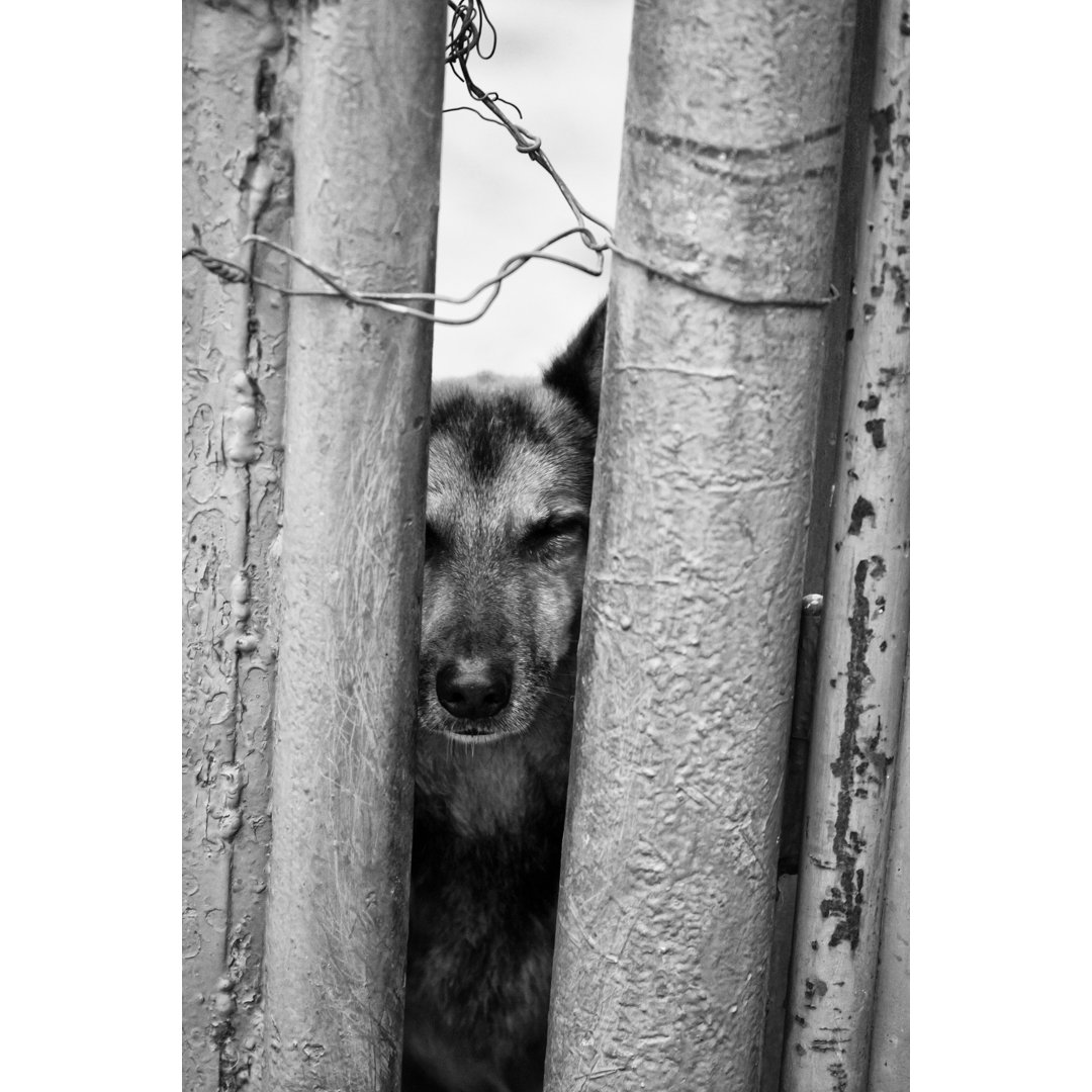 Hund hinter Gittern - Kunstdrucke auf Leinwand