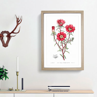 Pink Rose Moss Flowers - Framed Print