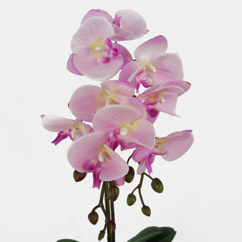 Anneus 50cm Plant
