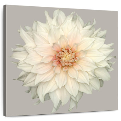Harnek Blooming Dahlia