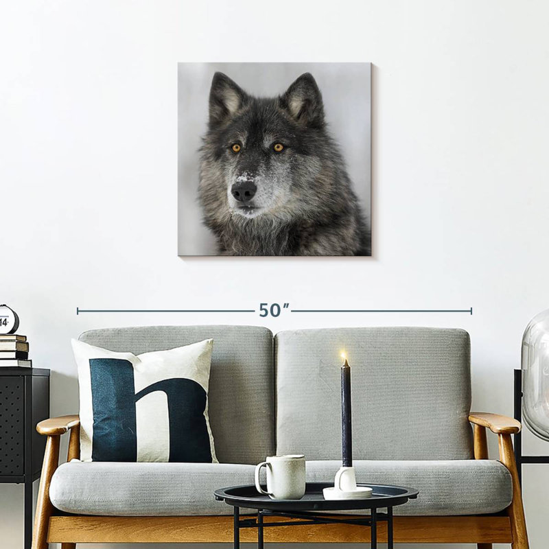 Crowle Surprised Wolf, 24" H x 24" W