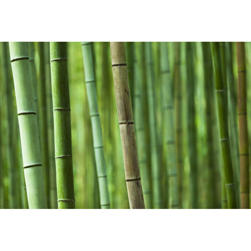 Bamboo Grove by 35007 - No Frame Print on Canvas, 20cm H x 30cm W