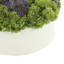 Assorted Sedum Floral Arrangement