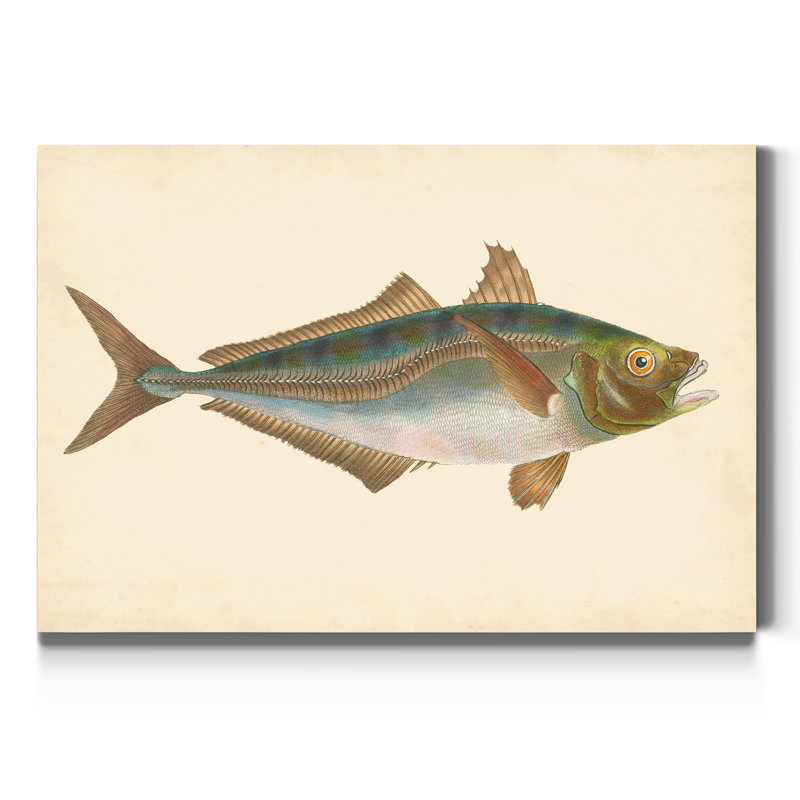 " Donovan Antique Fish III ", 27" H x 18" W x 1" D