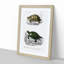 Tortoise & Turtle Illustrations PL. 1 by Charles d' Orbigny - Picture Frame Painting Print-55610907-55610910