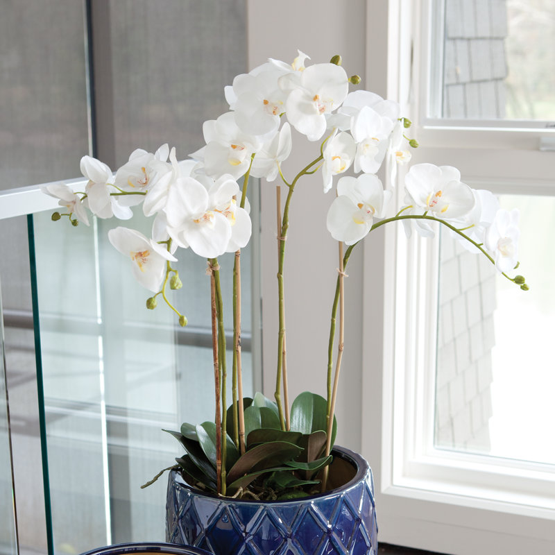 Conservatory Phalaenopsis Bowl Drop-in