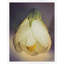 Flowering Maple Print by Lillian August
