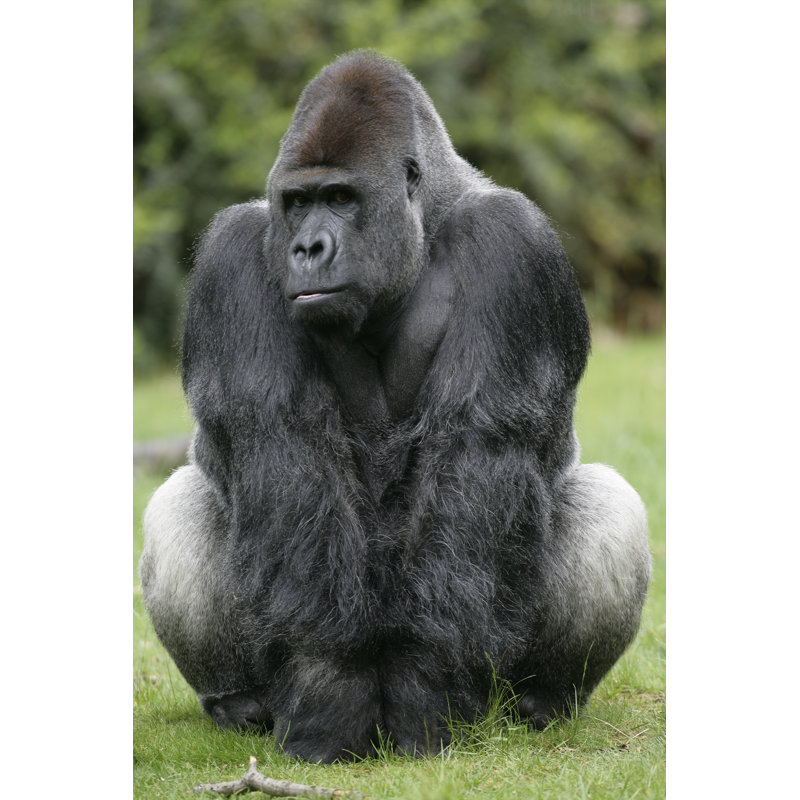 Western Lowland Gorilla, Gorillaa Gorillab - Wrapped Canvas Print, 91cm H x 61cm W