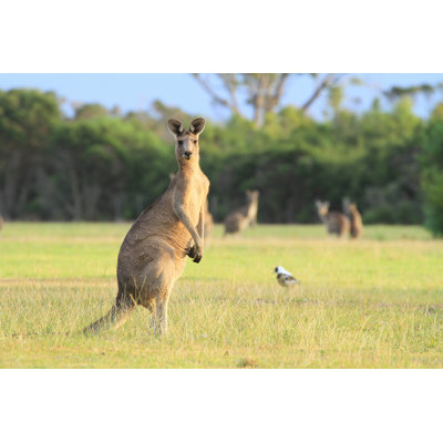 " Kangaroos Grazing " by Bobtokyoharris