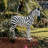 Zairen, the Zebra Garden Statue