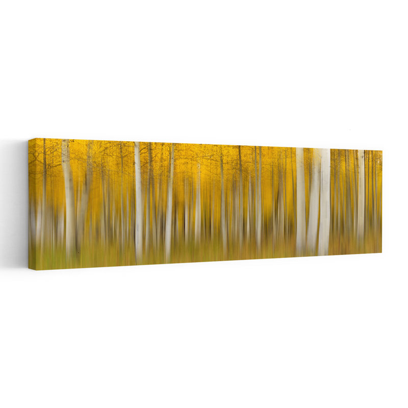 Golden Aspen Blur, H 20 po x l 60 po