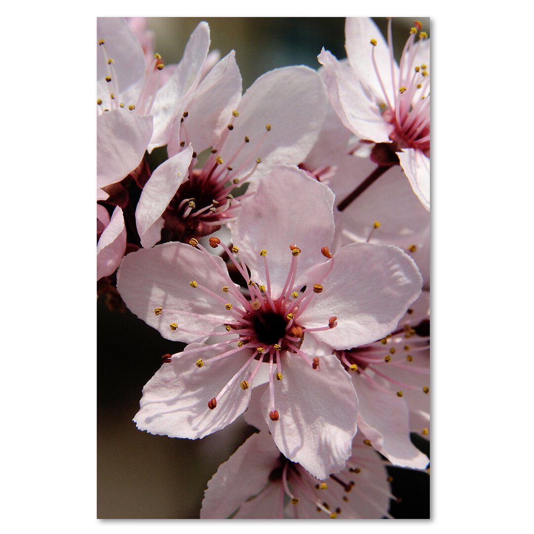 Leinwandbild Pink Flowers