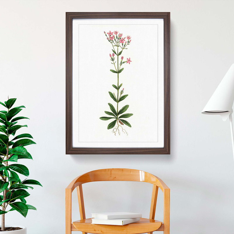 European Centaury Flowers Illustration - Picture Frame Painting Print, 36cm H x 27cm W x 2cm D, Walnut Framed