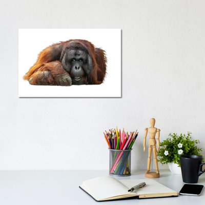 Bornean Orangutan Lying Down Extracted by Susan Richey - Gallery-Wrapped Canvas Giclée on Canvas