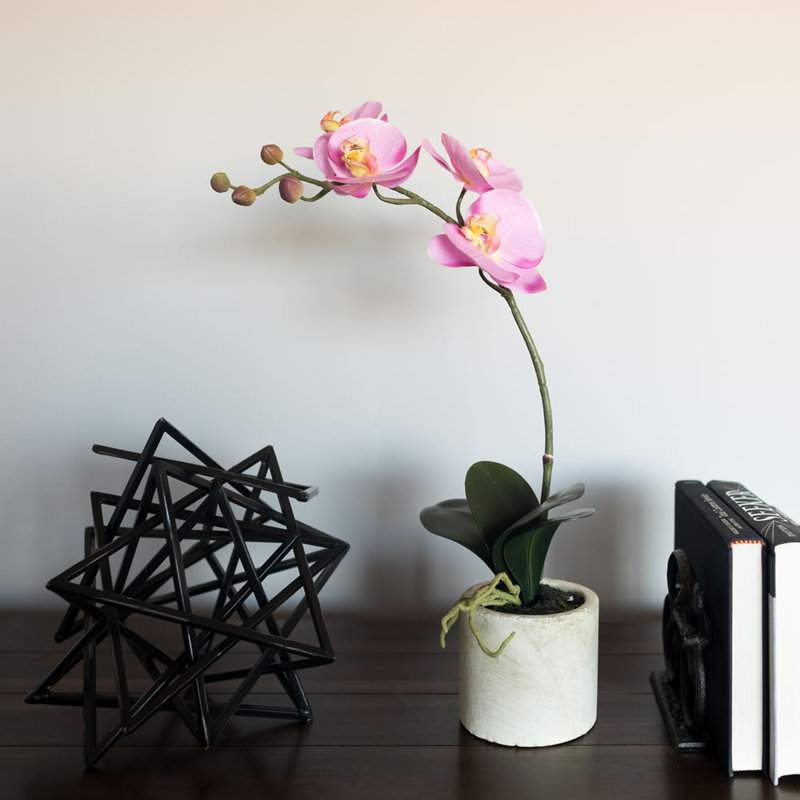 Orchids Arrangement in Pot