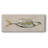 " Fresh Fish Study I "-1484665526