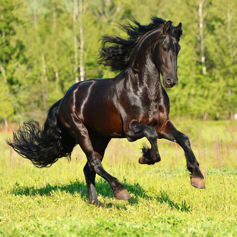Black Frieasian Horse Runs Gallop In Freedom by Vikarus - Wrapped Canvas Print, 91.44cm H x 91.44cm W