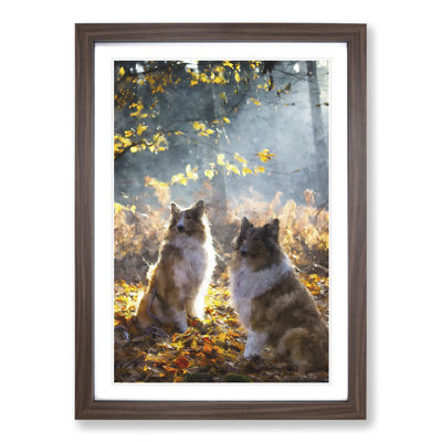 Two Rough Collie Dogs - Framed Print