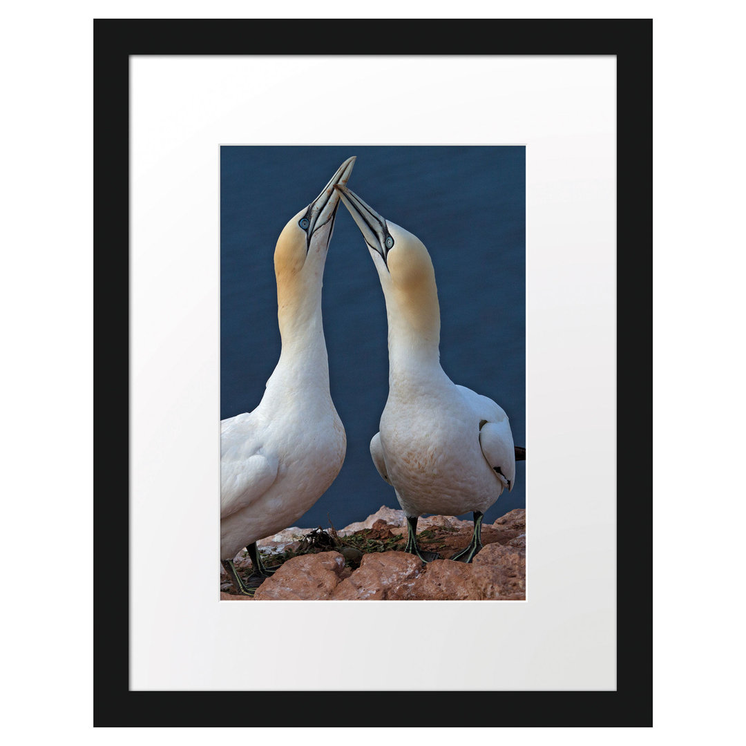 Gerahmtes Poster Außergewöhnliche Vögel am Meer