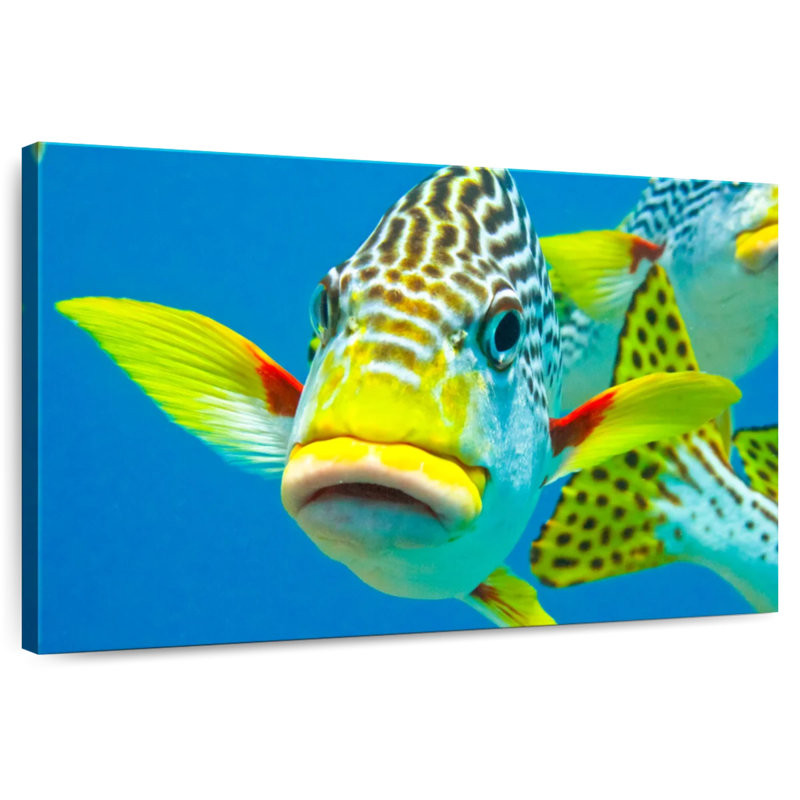 Brampt Sweetlips Close Up