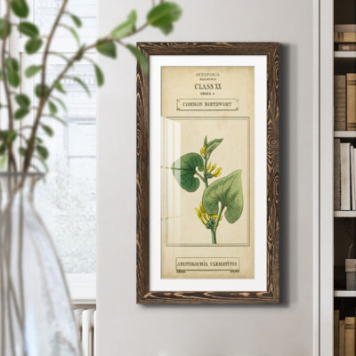" Linnaean Botany V " Painting Print