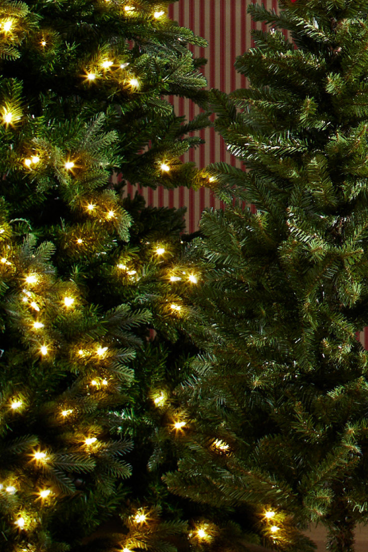 Elegant Evergreens
