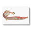 Chinese Trumpet-fish by George Shaw - Wrapped Canvas-55304153