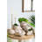 Textured Beige Finish Sand And Cement Shell Planter For Herbs Adding A Relaxed Feeling To Your Bedroom 11.5X6.7X7.7 Inches In Form With Neutral Colorway Trailing Plant Arrangements-436327243