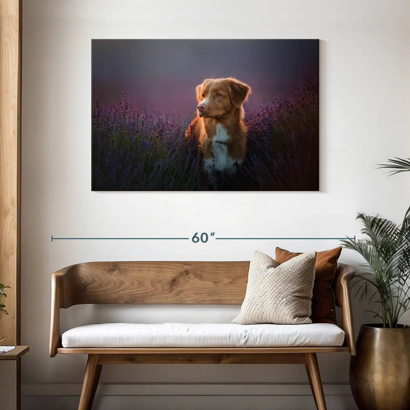 Golden retriever dans un champ de lavande, H 30 po x l 45 po