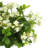 Ficus Arrangement in Vase