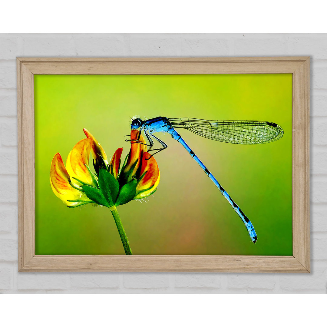 Dragonfly Beauty - Druck