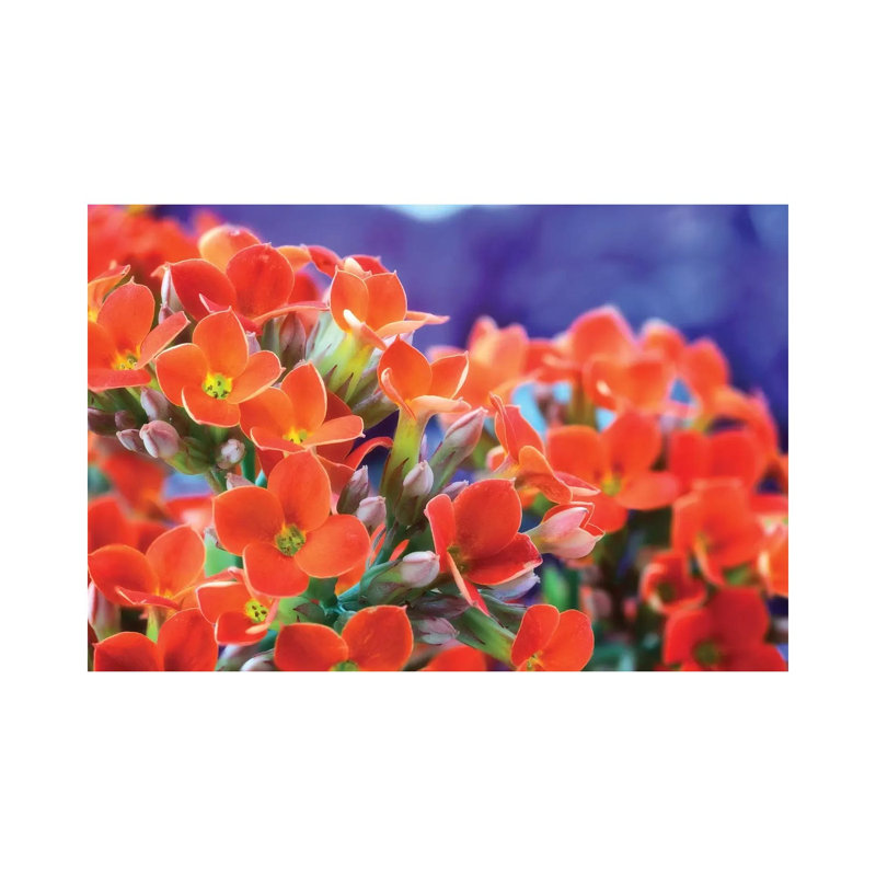 " Flowers " by Glauco Meneghelli, 8" H x 12" W x 0.75" D
