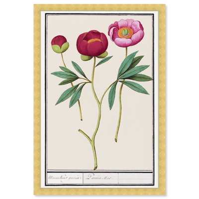 Red and Pink Peony Botanical Study Print