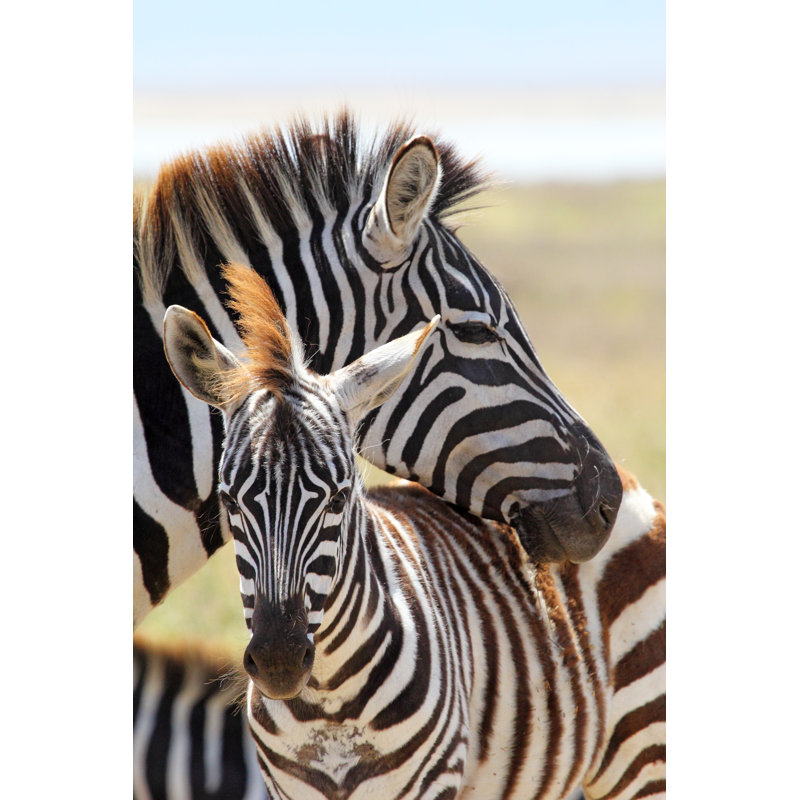 Baby Zebra With Mother 1 Piece Wrapped Canvas Wall Art, 122cm H x 81cm W