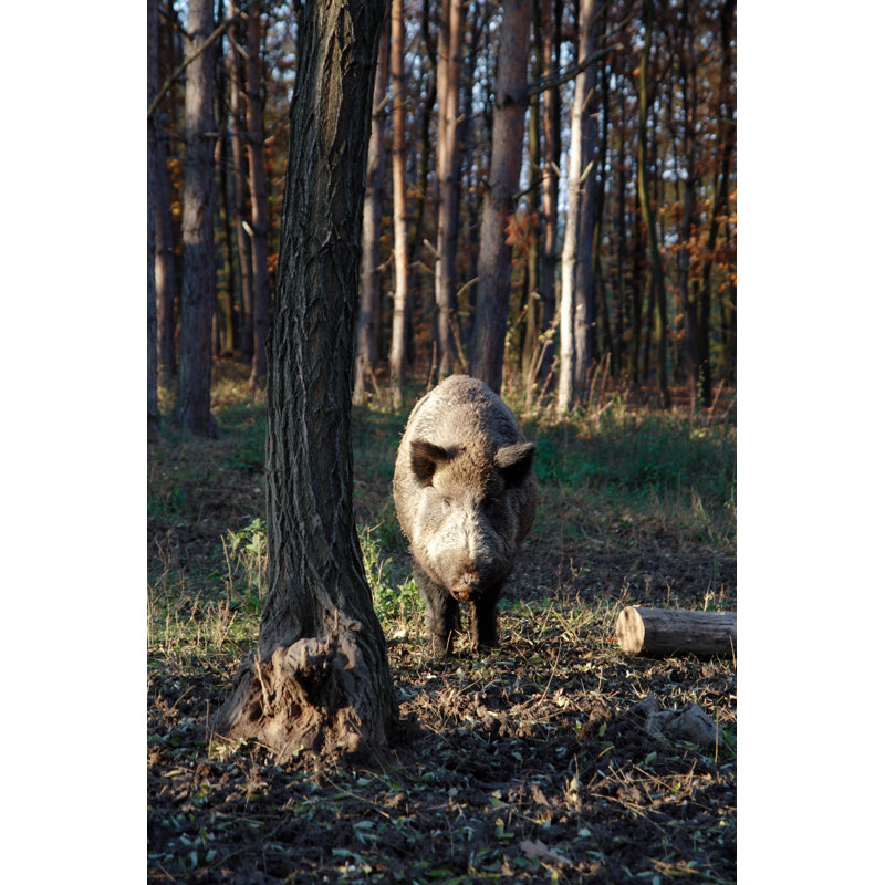 Wild Boar In Forest by Pipoka - No Frame Print on Canvas, 30cm H x 20cm W