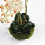 Light Pink Orchid 16" Mini Garden Drop-In