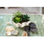 Succulent agave coquille en pot de fleurs