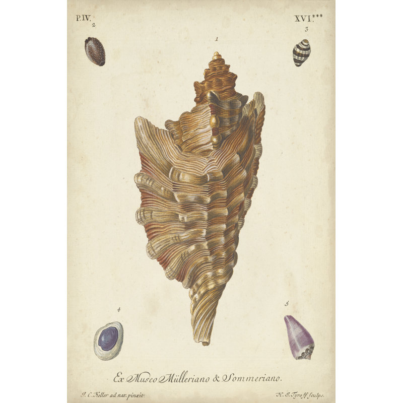 Antique Knorr Shells VI by Knorr - No Frame Painting on Canvas, 30cm H x 20cm W x 3.8cm D