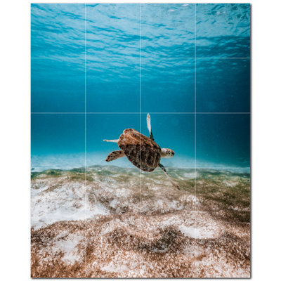 Tortue photo 6 x 6