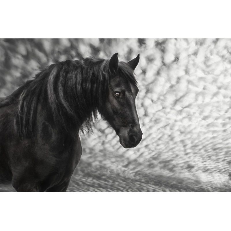Equine Portrait III by PHBurchett - Photograph Print, Wrapped Canvas, 81 cm H x 122 cm W