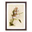 Magnolia Flowers Illustration Tab. 73 by Frederick Sander - Picture Frame Painting Print-55760267-55760268